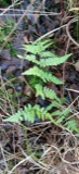 A photograph of the species Dryopteris carthusiana, not of this specimen