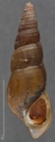 A photograph of the species Elimia semicarinata, not of this specimen