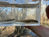 A photograph of the species Etheostoma nigrum, not of this specimen
