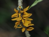 A photograph of the species Gymnosporangium clavariiforme, not of this specimen