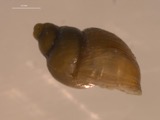 A photograph of the species Galba parva, not of this specimen