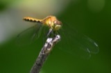 A photograph of the species Sympetrum obtrusum, not of this specimen