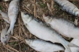 A photograph of the species Alosa chrysochloris, not of this specimen