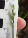 A photograph of the species Carex cumulata, not of this specimen
