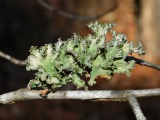 A photograph of the species Parmotrema hypotropum, not of this specimen