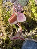 A photograph of the species Oxalis violacea, not of this specimen