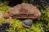 A photograph of the species Gloeophyllum trabeum, not of this specimen