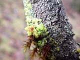 A photograph of the species Radula complanata, not of this specimen