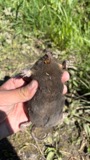 A photograph of the species Condylura cristata, not of this specimen