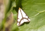 A photograph of the species Haploa lecontei, not of this specimen