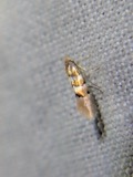 A photograph of the species Phyllonorycter tiliacella, not of this specimen