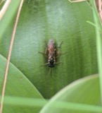 A photograph of the species Aglaostigma Kirby, not of this specimen