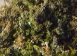 A photograph of the species Mycobilimbia sabuletorum, not of this specimen