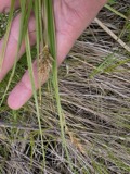 A photograph of the species Carex sartwellii, not of this specimen