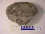 A photograph of the species Macropetalichthys rhapheidolabis, not of this specimen