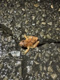 A photograph of the species Pseudacris crucifer, not of this specimen