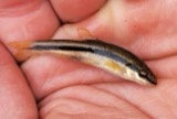 A photograph of the species Rhinichthys atratulus, not of this specimen
