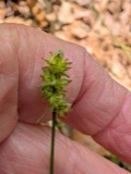 A photograph of the species Carex muehlenbergii, not of this specimen
