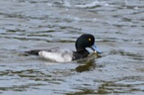 A photograph of the species Aythya marila, not of this specimen