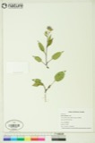 A photograph of the species Aster ciliolatus, not of this specimen