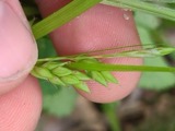 A photograph of the species Carex davisii, not of this specimen