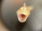 A photograph of the species Prionotus carolinus, not of this specimen