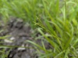 A photograph of the species Carex sullivantii, not of this specimen