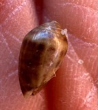A photograph of the species Melampus bidentatus, not of this specimen