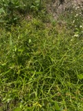 A photograph of the species Scirpus polyphyllus, not of this specimen