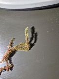 A photograph of the species Aulacomnium palustre, not of this specimen