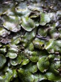 A photograph of the species Conocephalum conicum, not of this specimen