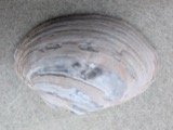 A photograph of the species Lampsilis cardium, not of this specimen