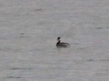 A photograph of the species Podiceps auritus, not of this specimen
