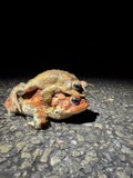 A photograph of the species Anaxyrus americanus, not of this specimen