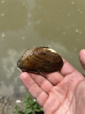 A photograph of the species Ptychobranchus fasciolaris, not of this specimen