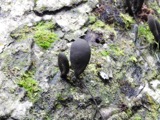 A photograph of the species Xylaria polymorpha, not of this specimen