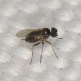 A photograph of the species Chrysotus Meigen, not of this specimen