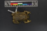 A photograph of the species Bufo woodhousii, not of this specimen