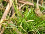 A photograph of the species Drepanocladus aduncus, not of this specimen