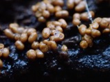 A photograph of the species Trichia Haller, not of this specimen