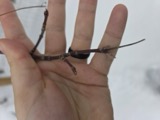 A photograph of the species Acer spicatum, not of this specimen