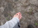 A photograph of the species Juncus militaris, not of this specimen