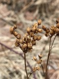 A photograph of the species Hypericum punctatum, not of this specimen