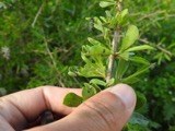 A photograph of the species Aceria eucricotes, not of this specimen
