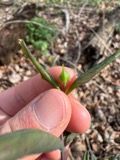 A photograph of the species Lonicera dioica, not of this specimen