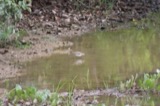 A photograph of the species Tringa solitaria, not of this specimen