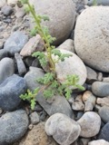 A photograph of the species Dysphania botrys, not of this specimen