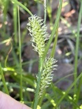A photograph of the species Carex vesicaria, not of this specimen