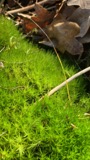A photograph of the species Dicranum scoparium, not of this specimen