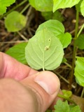 A photograph of the species Puccinia circaeae, not of this specimen